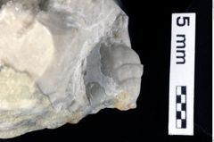 Foto (Detailansicht) von Decapoda indet. (NHMW-GEO-1990-0041-0408)